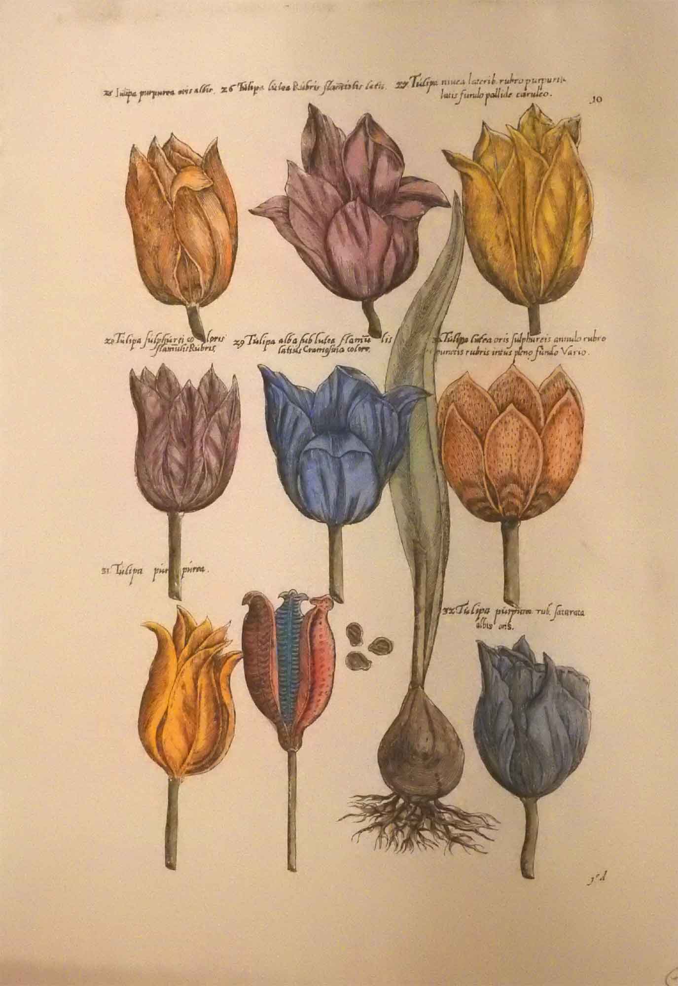 stampe_antiche_tulipani